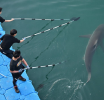 Shark trapped in South Korean canal now heads free to the open sea